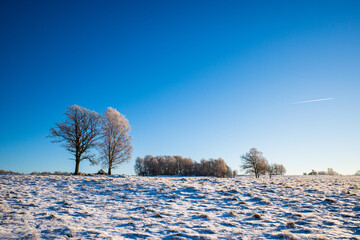 Lonely trees with hoar frost on a snowy meadow against a clear blue sky.