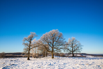Trees covered in hoar frost on a snowy meadow against a clear blue sky.