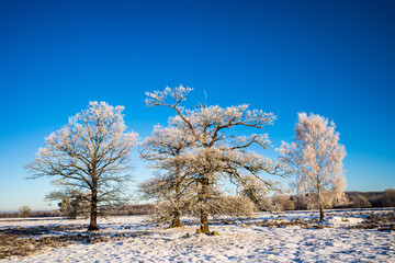 Four lonely trees with hoar frost on a snowy meadow against a clear blue sky.