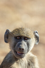 young Baboon 