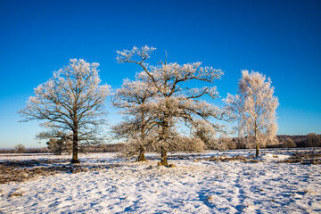 Four lonely trees with hoar frost on a snowy meadow against a clear blue sky.