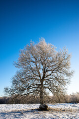 Lonely tree on a field covered in hoar frost against clear blue sky in the winter.