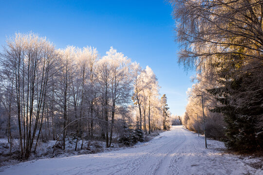 Winter road covered with snow with hoar frost covered trees on the side.