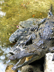 alligator in the water