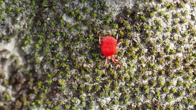 真っ赤なツツガムシのクローズアップ