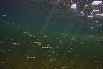 flock of small fish underwater, freshwater bleak fish anchovy seascape