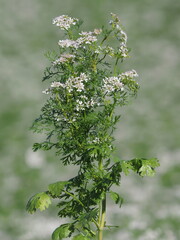 Blooming plant of coriander on a field crop in summer