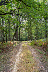 Fototapeta na wymiar Footpath through The Forest of Beaumont, near Beaumont-Louestault, Indre-et-Loire, Centre-Loire Valley, France