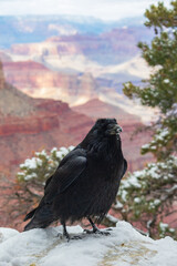 Raven in Winter, Grand Canyon National Park