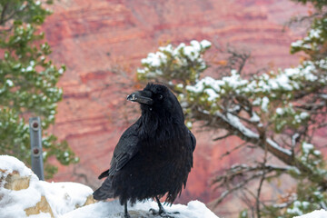 Raven in Winter, Grand Canyon National Park