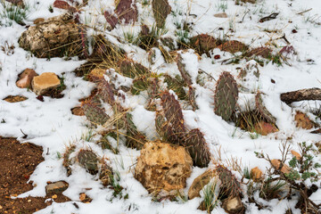 Snow Covered Cactus, Winter in Southwest United States