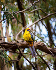 Yellow crimson rosella perched on a tree branch
