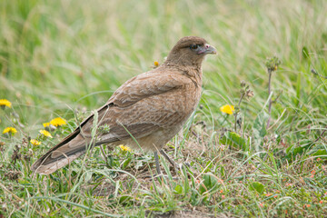 Fototapeta premium Chimango caracara perched on the grass field 