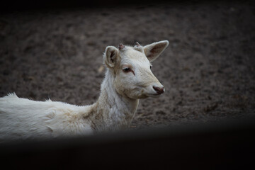 White deer standing behind a wooden fence.