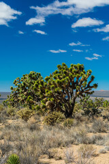 Fototapeta na wymiar Joshua Trees in Mojave National Preserve