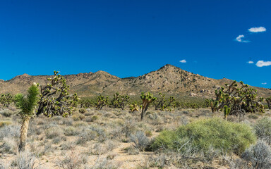 Joshua Trees in Mojave National Preserve