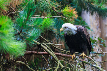 The Southern Bald Eagle is a species of bird of prey. Background with selective focus
