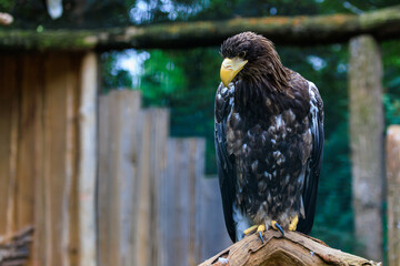 The Stellers sea eagle is a very large bird of prey in the hawk family. Background with selective focus