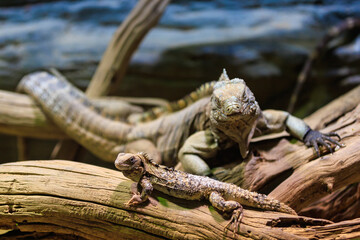 Iguana. Background with selective focus and copy space