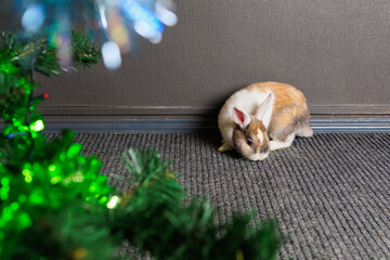 Cute beautiful domestic rabbit under the Christmas tree in the room. Background with selective focus