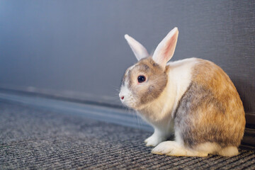Cute beautiful pet rabbit in the room with fashionable trend color light. Background with selective focus