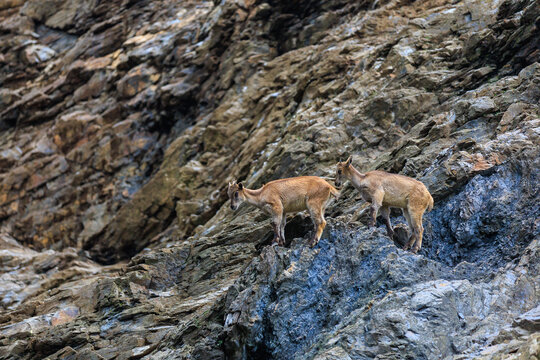 Himalayan tar. Background with selective focus and copy space