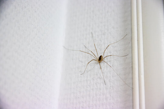 Long legged spider on a white wall