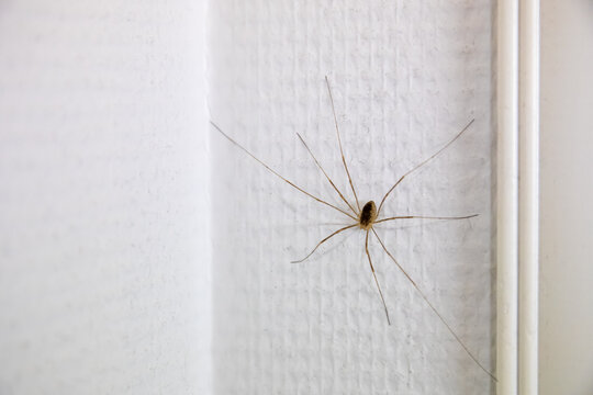 Long legged spider on a white wall