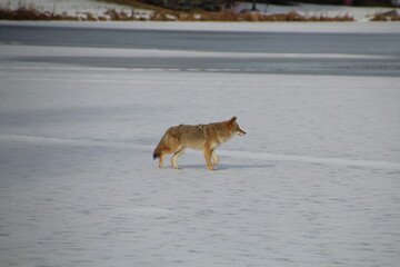 bush wolf in the snow, William Hawrelak Park, Edmonton, Alberta