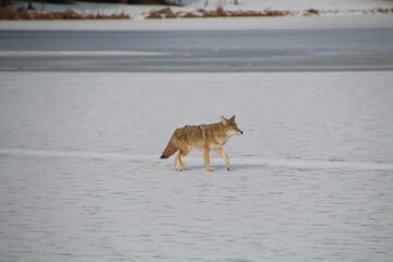 Coyote walking on the frozen lake, William Hawrelak Park, Edmonton, Alberta