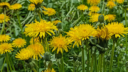 Green field with yellow dandelions.