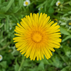 Green field with yellow dandelions.