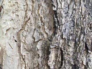 bark of a tree texture background 