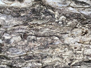 Bark wood natural texture