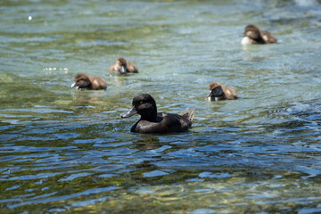 Papango ducklings also known as a New Zealand scaup or black teal bird swimming in a river