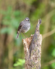 North Island Robin in New Zealand also known as a Toutouwai bird on a tree stump