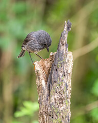 North Island Robin in New Zealand also known as a Toutouwai bird looking down a tree stump