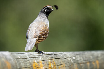 Close up of a Californian Quail bird on a fence