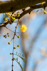 Acacia tree (Hawthorn) flowering in spring with its characteristic yellow color.