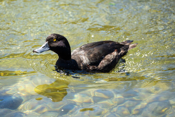 Papango duck also known as a New Zealand scaup or black teal bird
