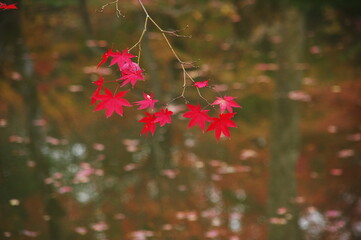 池の水面と紅葉