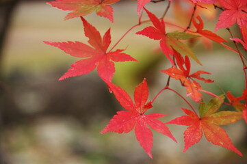 秋の紅葉、赤い葉