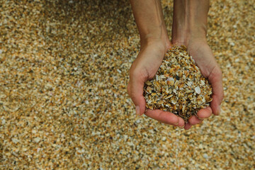 Background sand on the beach, glasses, shells.