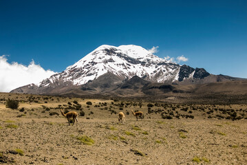 Vicuñas by Chimborazo volcano in Ecuador