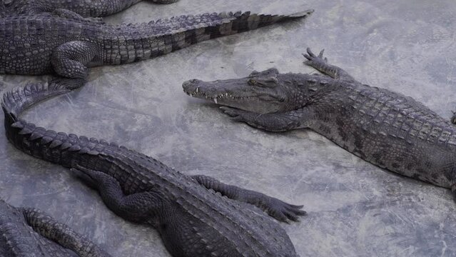 Asian crocodile lying in animal swam farm animal industry