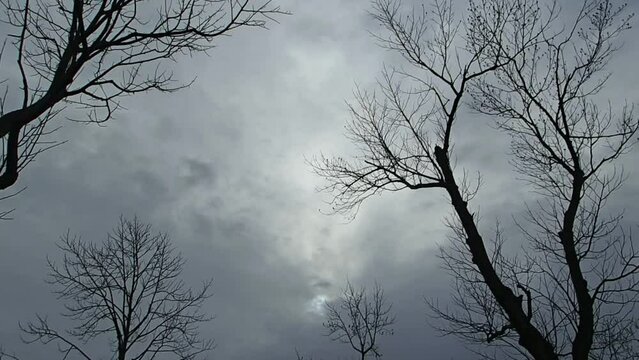 冬の木立と流れ雲