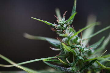 Marijuana flowers with yellow stigmas and green leaves with trichomes. Growing cannabis