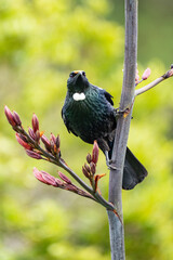 Tui bird on a flax bush in New Zealand	