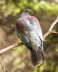 A New Zealand wood pigeon also known as a Kereru in a tree