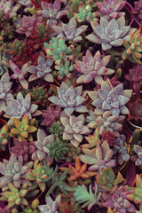 Fondo de suculentas, plantas mexicanas, fotos de plantas.